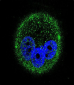 MAPK15 Antibody